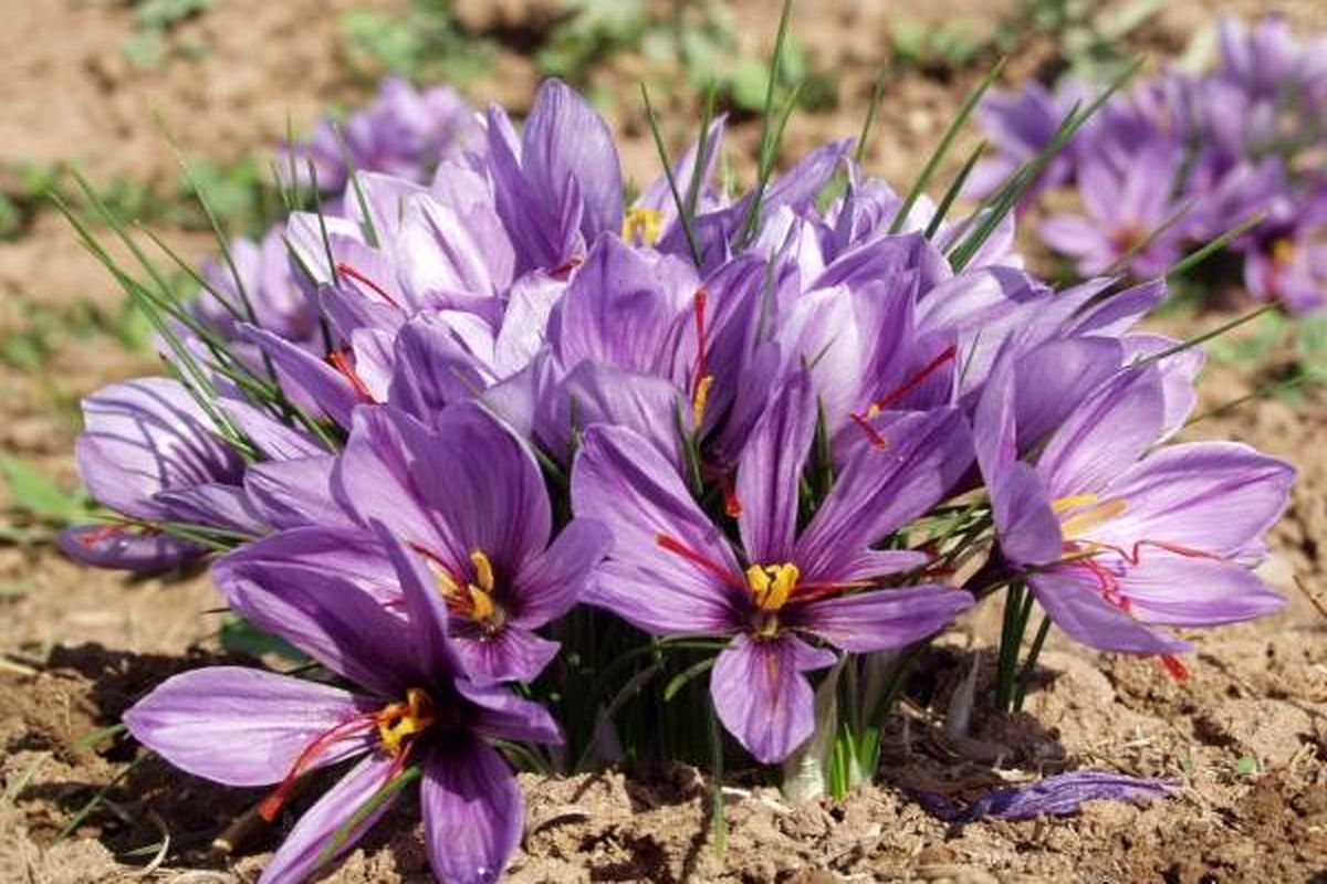 شهرت جهانی و وجه تمایزهای طلای سرخ اصفهان