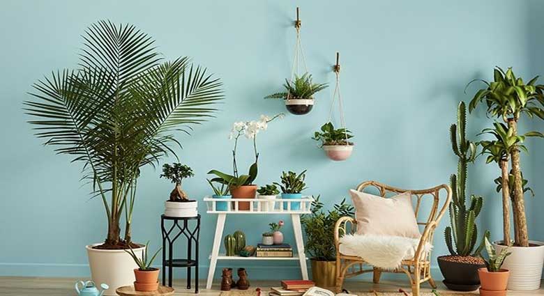 کاهش استرس، با حضور گلها و گیاهان در محیط زندگی