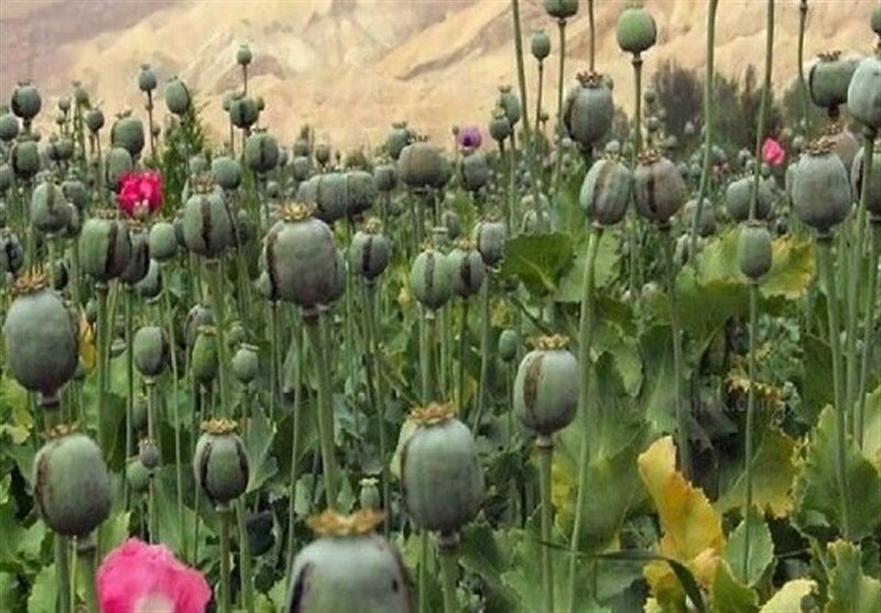 مجازات کشت غیرقانونی خشخاش چیست؟/ شرایط کاشت قانونی خشخاش در کشور اعلام شد