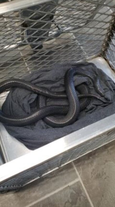 سرگردان بودن شاه‌مار در خیابان‌های شهر/ عکس