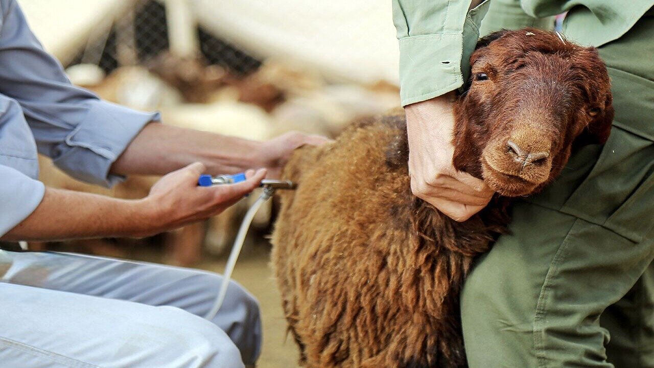 «تب برفکی» به انسان منتقل می‌شود؟