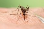 گسترش فعالیت پشه آئدس با بارش‌های پاییزی/ هشدار گسترش تب دنگی در این مناطق