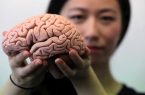 چه کنیم مغزمان جوان‌ بماند؟
