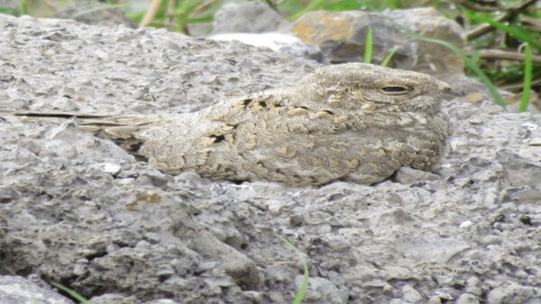 بازگشت شبگرد مصری پس از ۶۰ سال