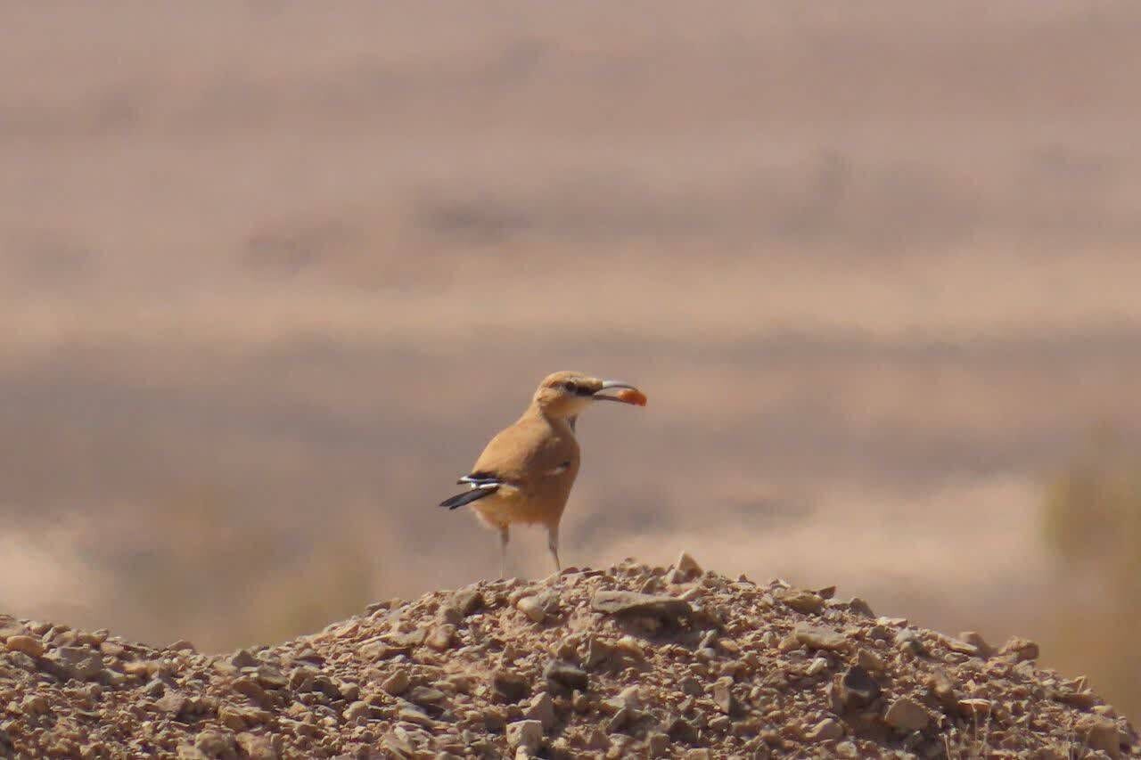 ثبت تصویری از زاغ بور برای اولینبار