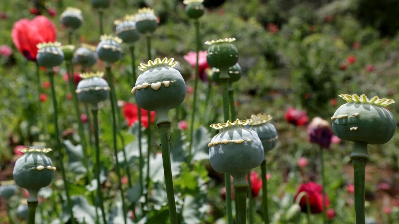 سازمان غذاودارو: کشت قانونی ۲ نوع شقایق را دنبال می‌کنیم نه خشخاش