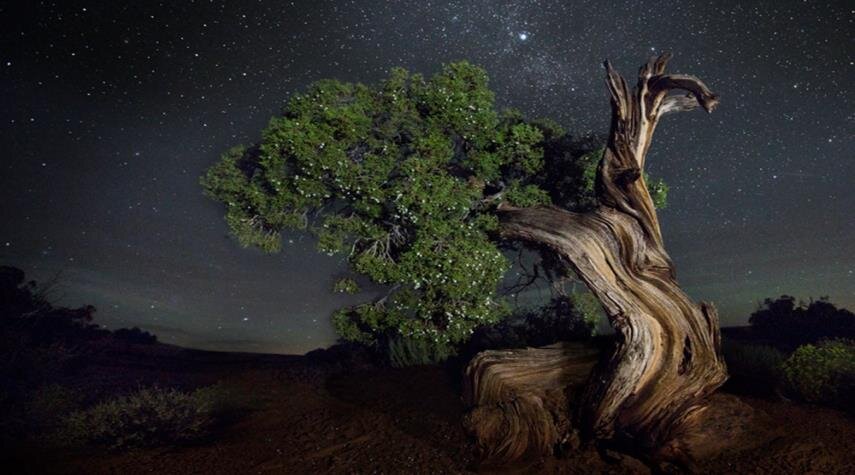 سجده درخت و ستاره در قرآن کریم نشان‌دهنده چیست؟