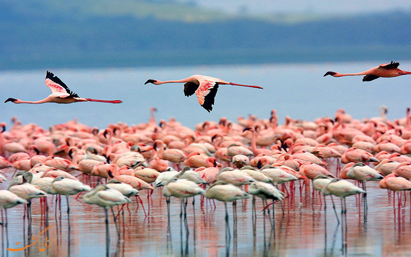 فلامینگوها در کورگالژین مهد کودک دارند