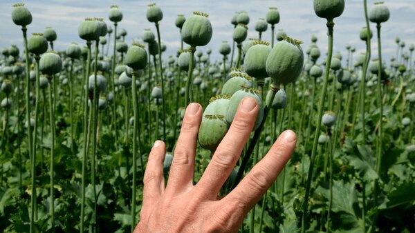 هشدار در باره آزادشدن کشت خشخاش: اسمش مصرف دارویی  است، اما رسمش شیوع گسترده اعتیاد است