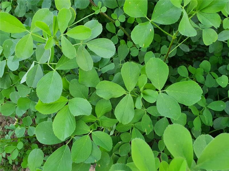 گیاهی که باورتان نمیشود ضد کلسترول و قند باشد